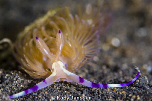 Cerberilla by Rudy Janssen 